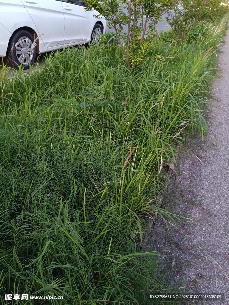 路邊草地與停靠的白色汽車