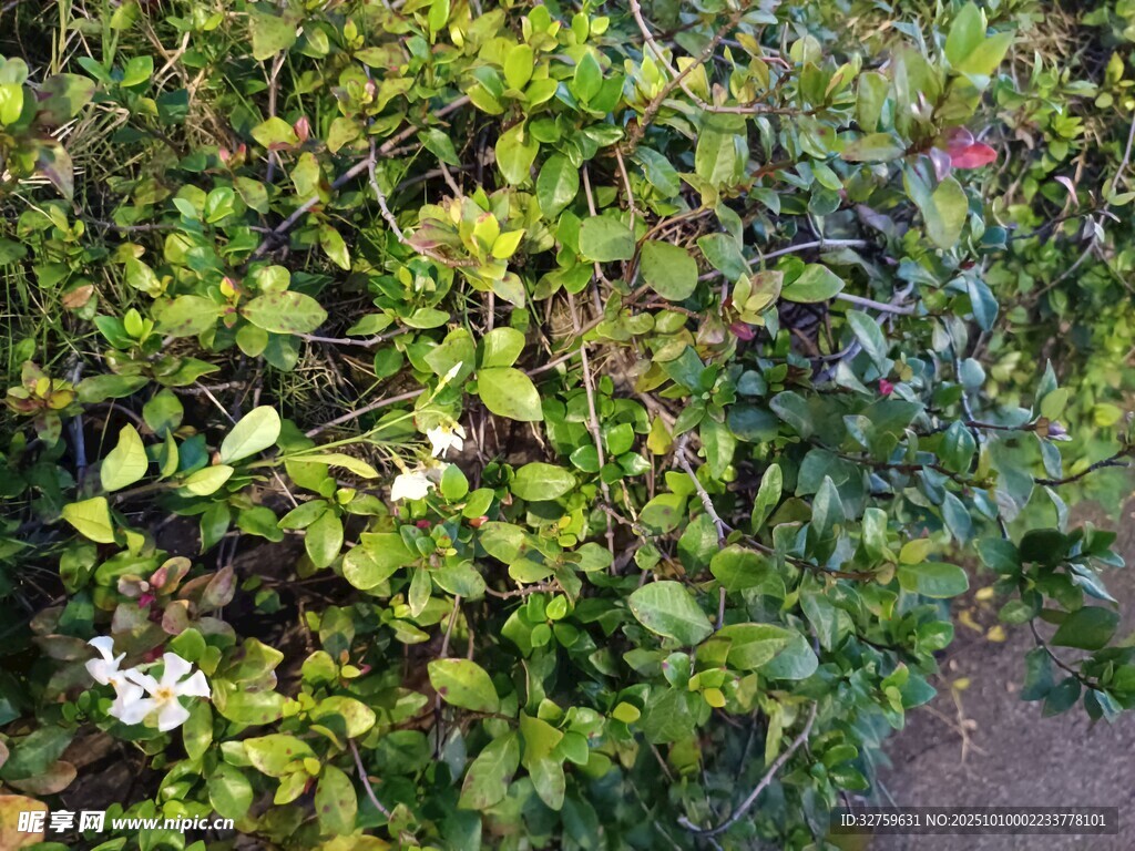 綠葉叢中的白色小花