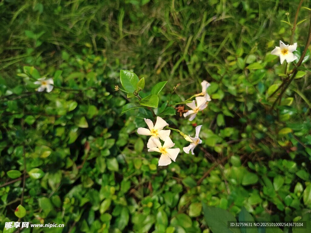 草叢中的白色小花