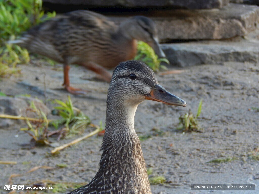 岸邊雙鴨