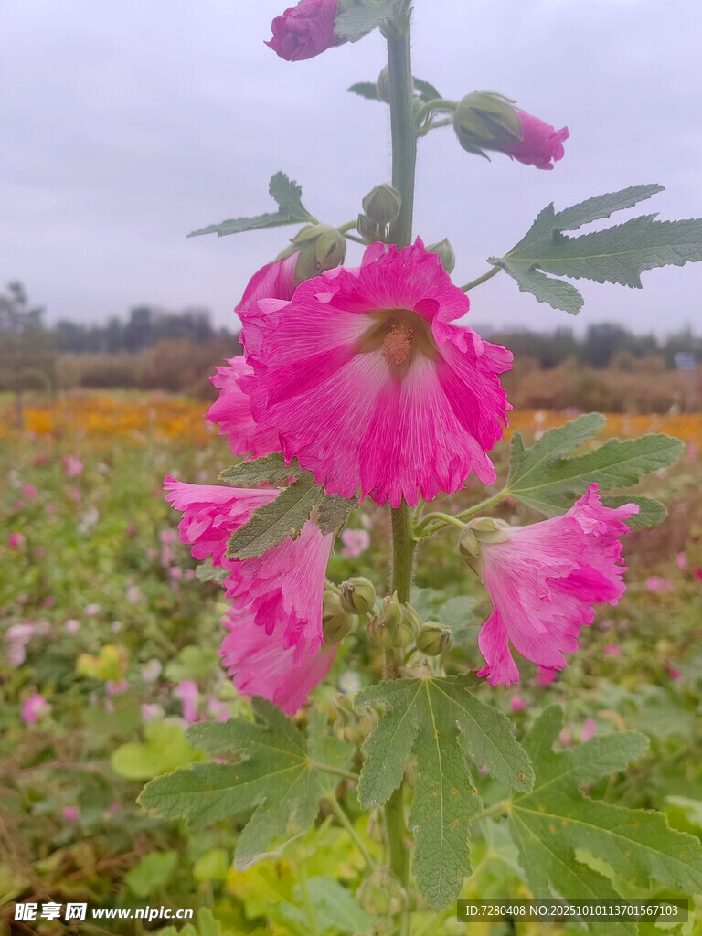 田野中的艷麗蜀葵花朵