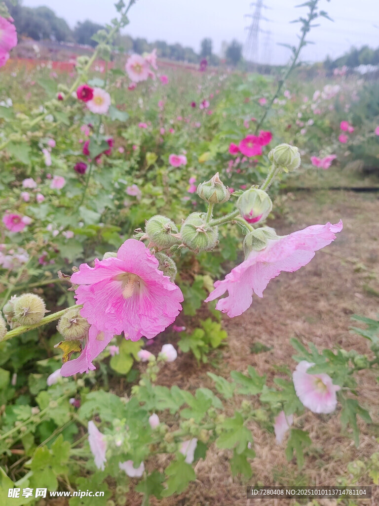 粉色木槿花綻放的花田