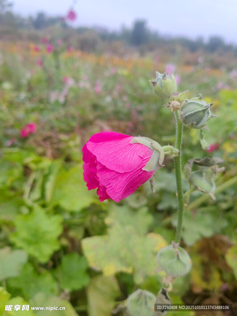 嬌艷粉色花朵
