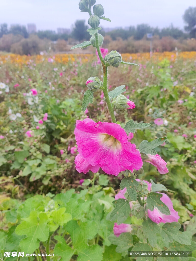 田野中的艷麗蜀葵花朵