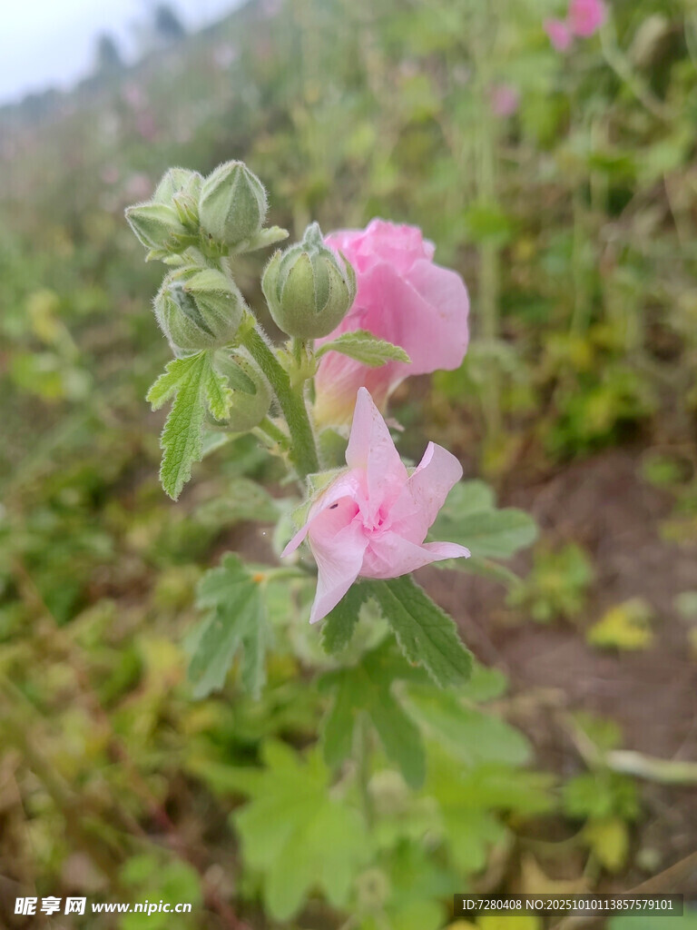 粉色蜀葵綻放于綠野
