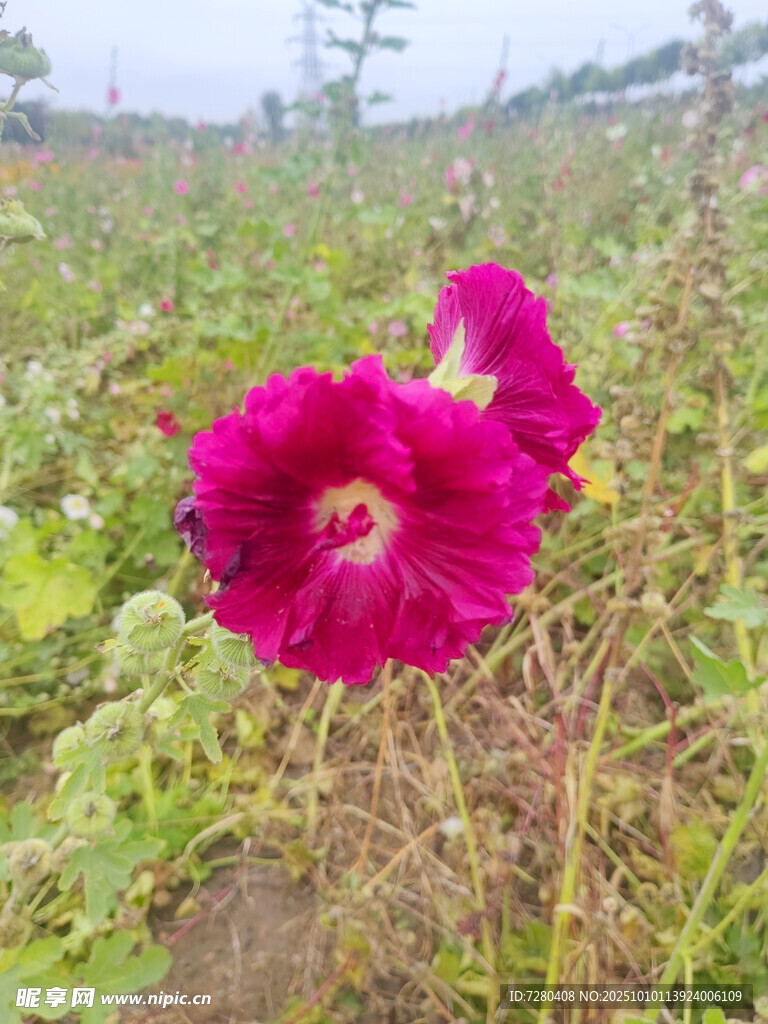 田野中的艷麗蜀葵花朵
