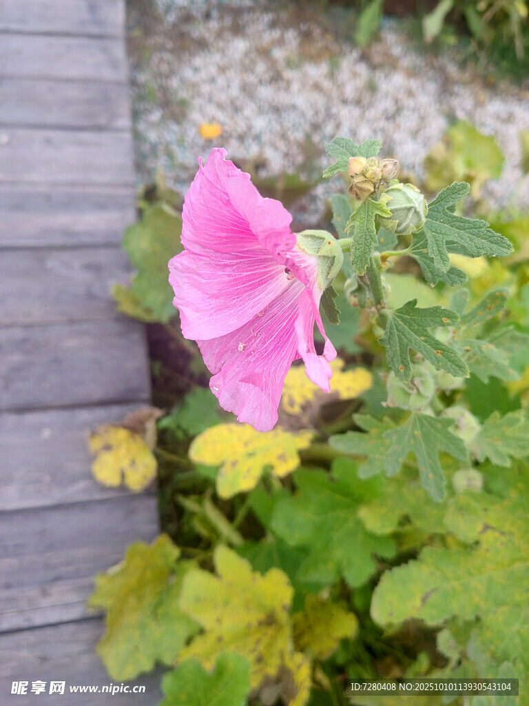 木棧道旁綻放的粉色花朵