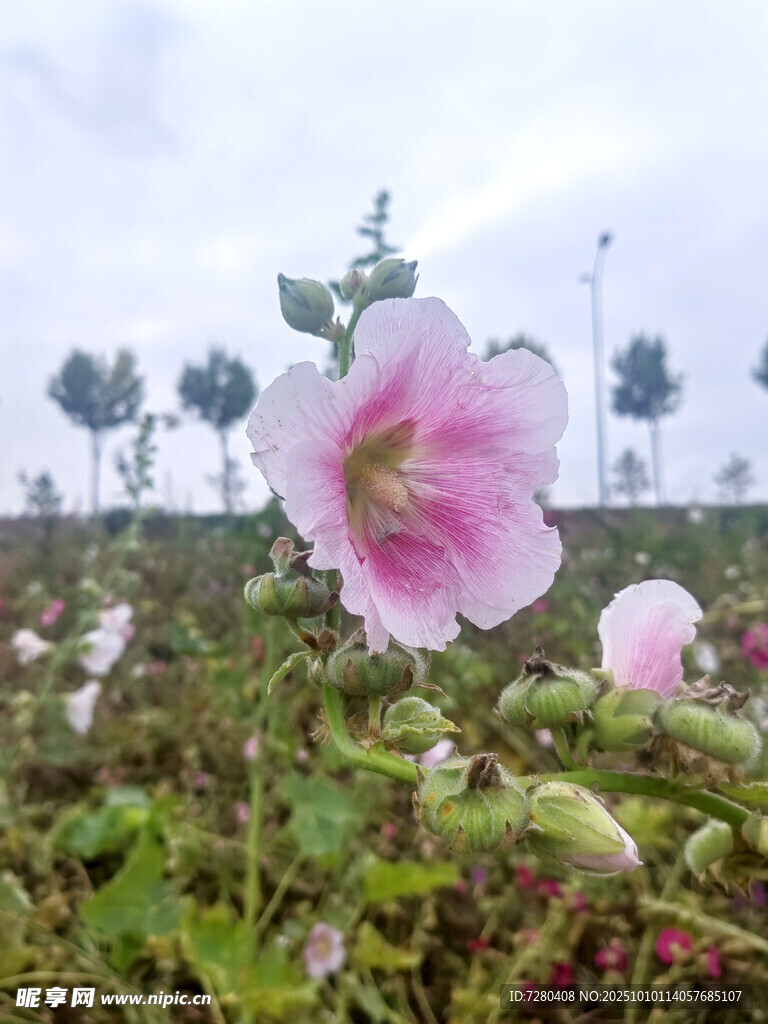 田野中的嬌艷粉色木槿花