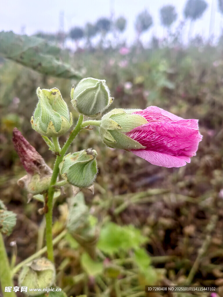 田野中的粉色蜀葵花苞