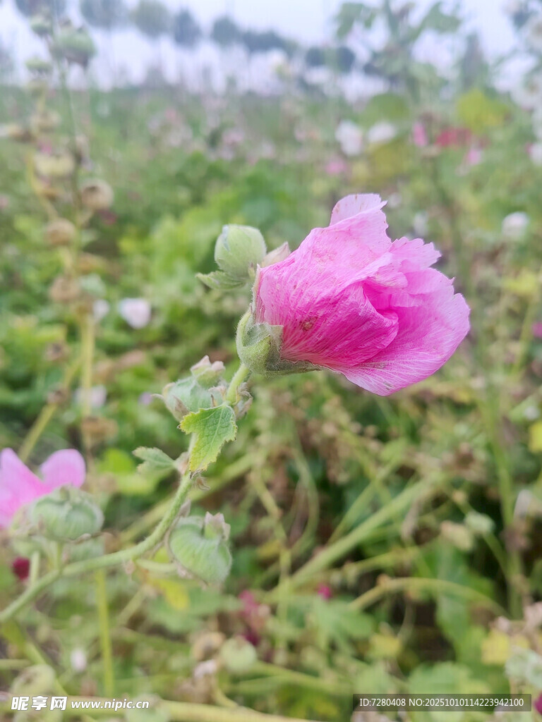 嬌艷粉色花朵綻放于草叢
