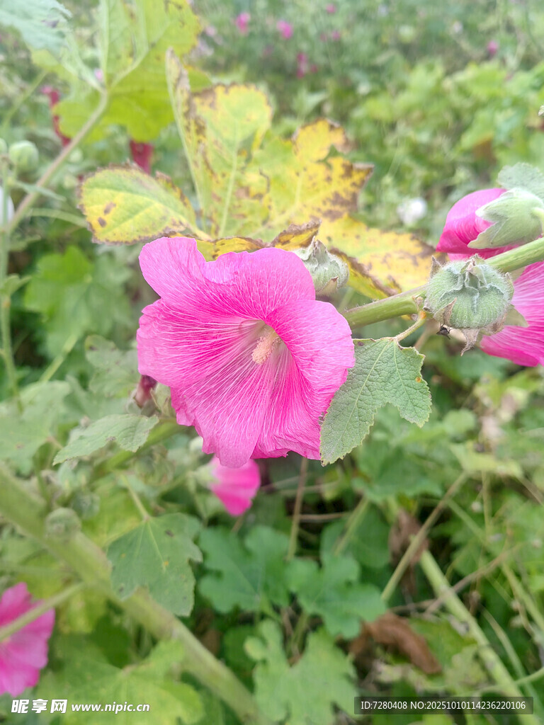 嬌艷粉色木槿花綻放