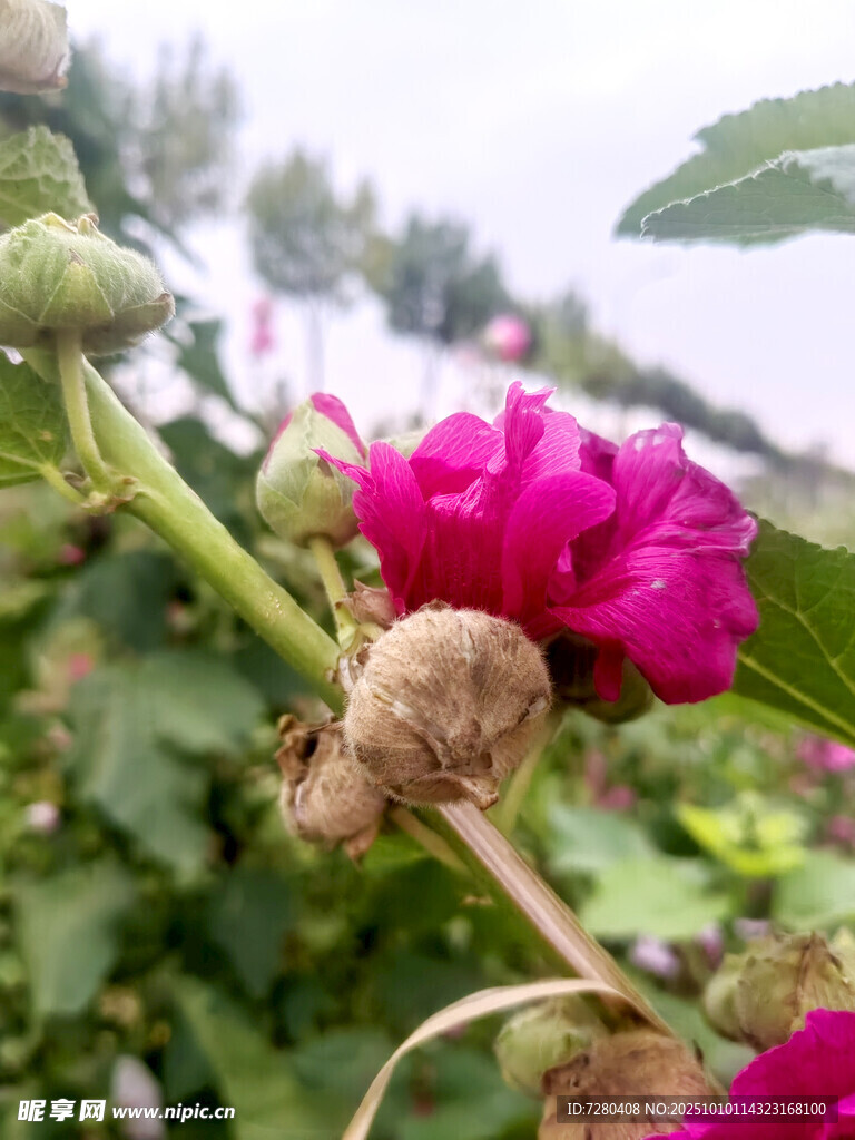嬌艷綻放的粉色花朵