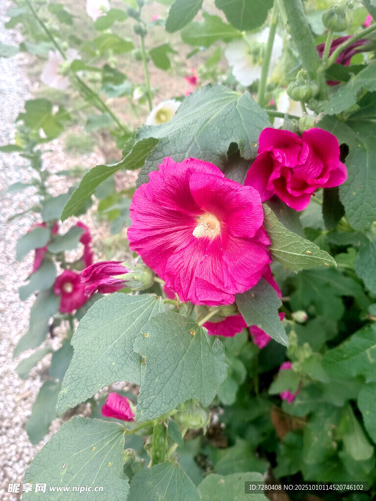 嬌艷木槿花綻放