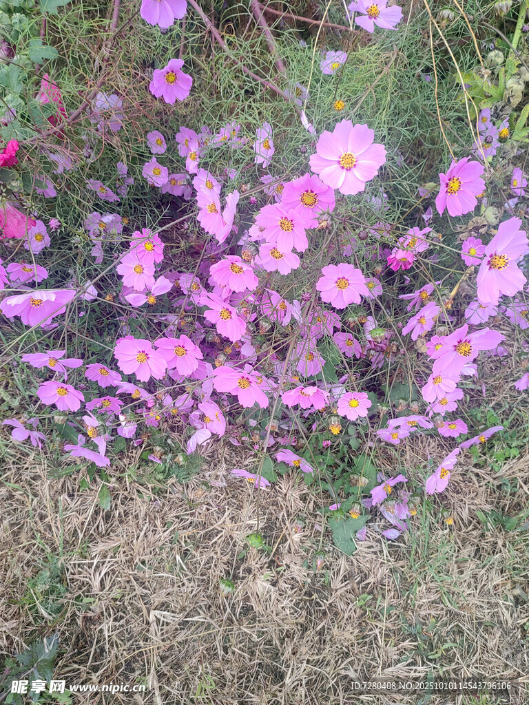 粉色花朵盛開于草地