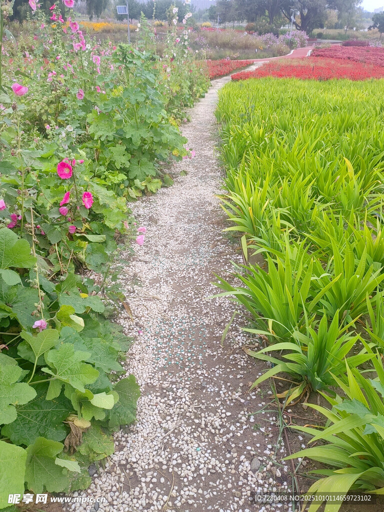 田園小徑旁的繽紛植物