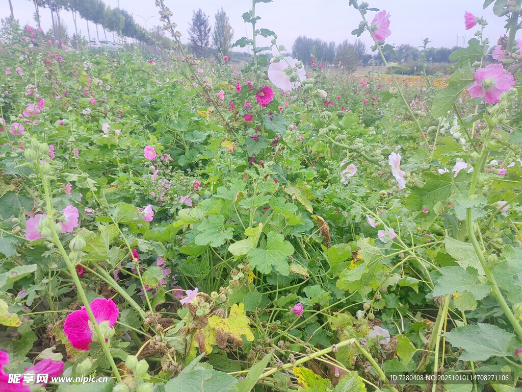 繁花盛開的美麗田園風(fēng)光