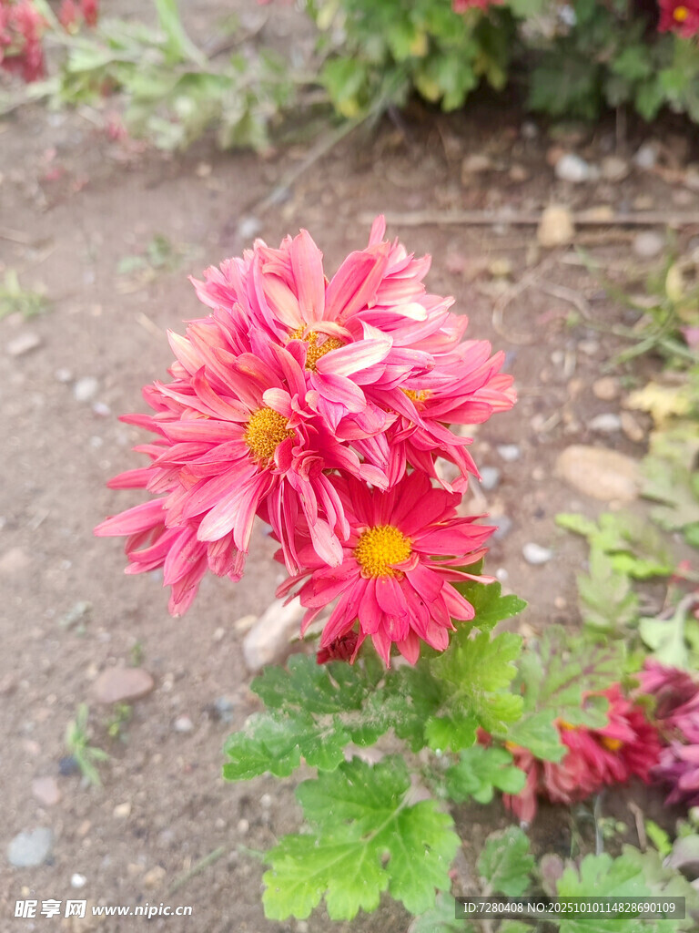 嬌艷綻放的紅色菊花