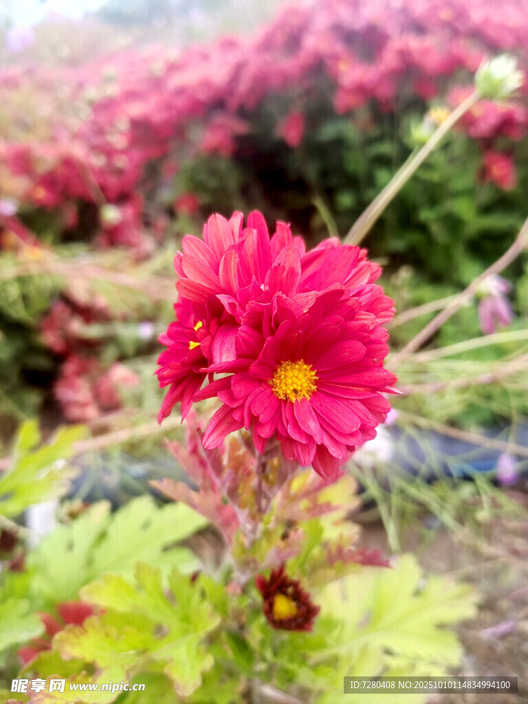 嬌艷紅菊綻放于花叢中