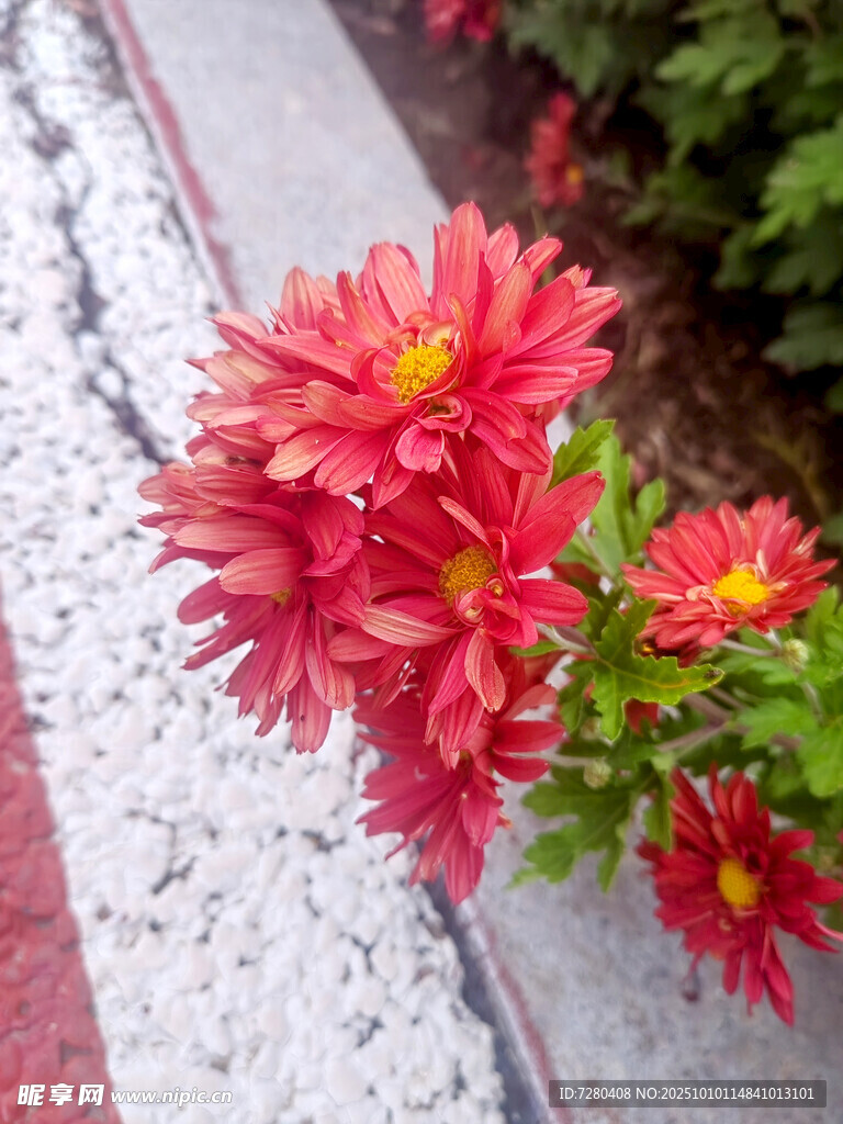 鮮艷綻放的紅色菊花