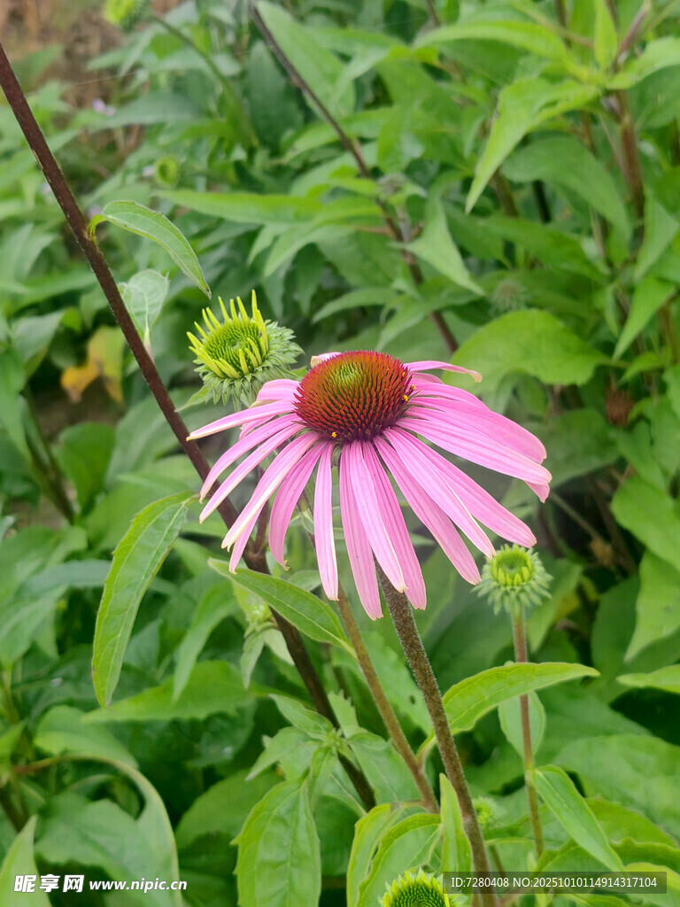 紫色松果菊綻放于綠葉間