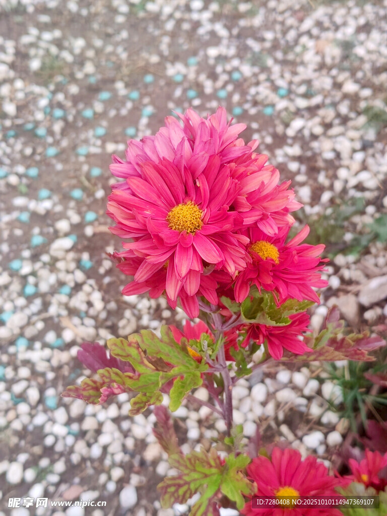 嬌艷綻放的粉紅色菊花