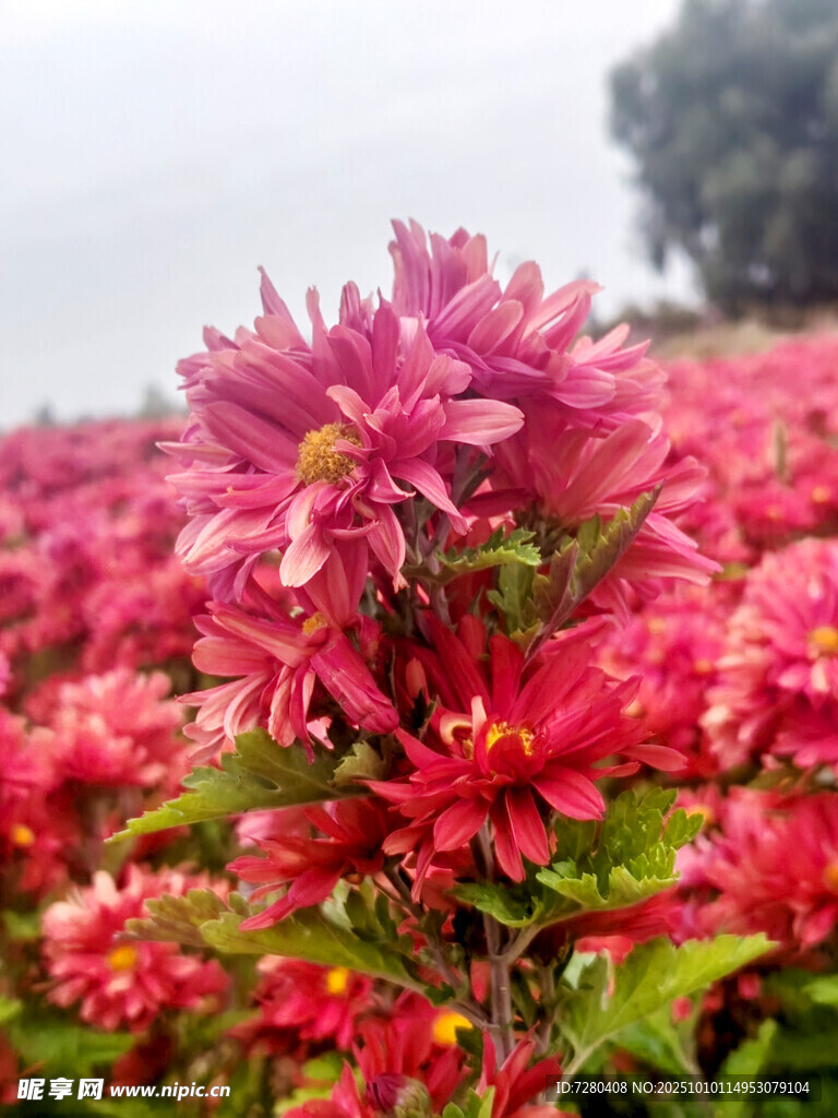 嬌艷盛開的粉紅色花卉