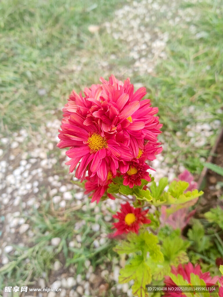 鮮艷紅菊綻放于草地