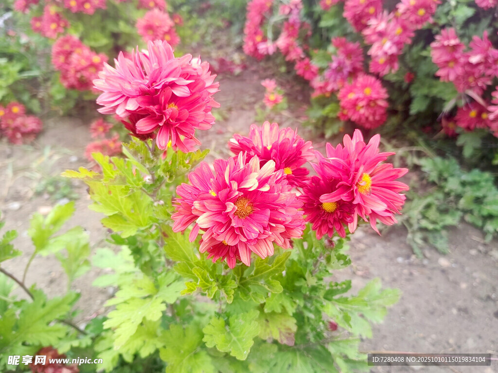 艷麗綻放的粉紅花朵