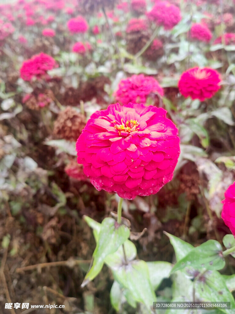 嬌艷盛開的玫紅色花朵