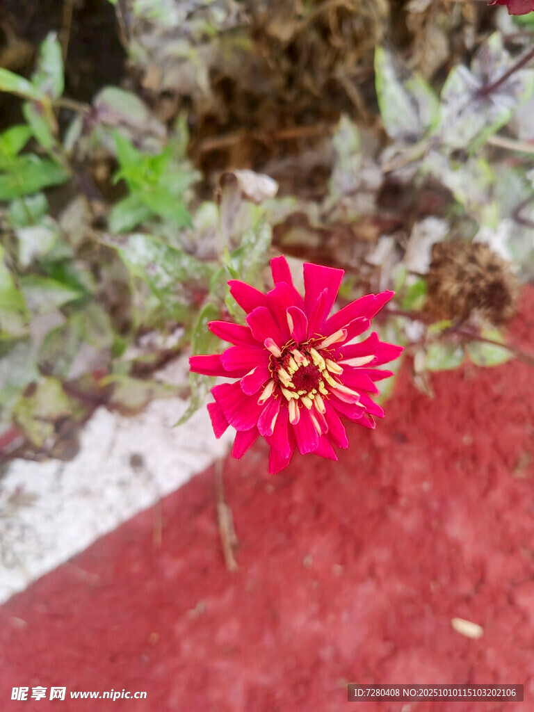 紅磚旁的艷麗紅色小花