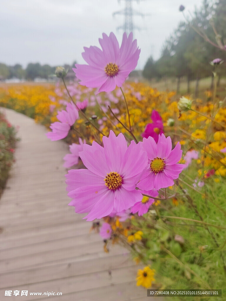 木棧道旁綻放的艷麗格桑花