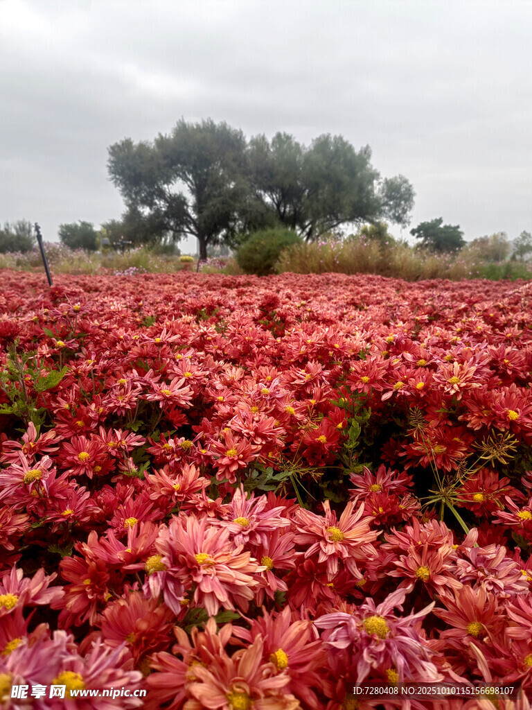 絢爛紅葉花海景觀
