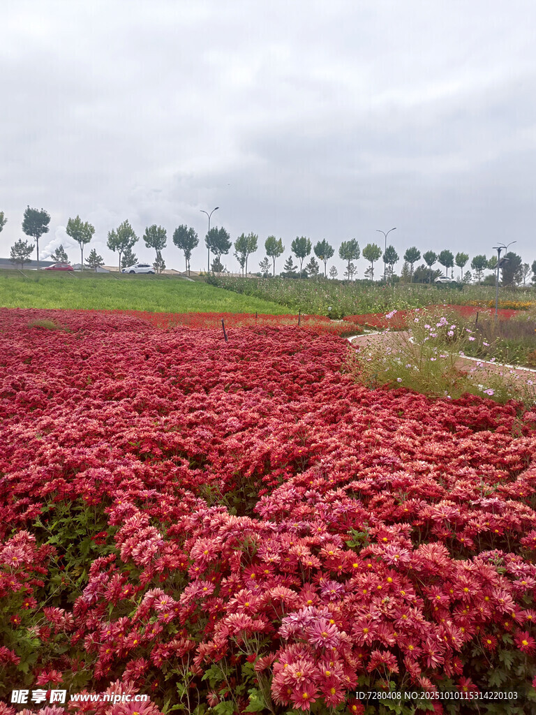 浪漫紅花草花海景觀