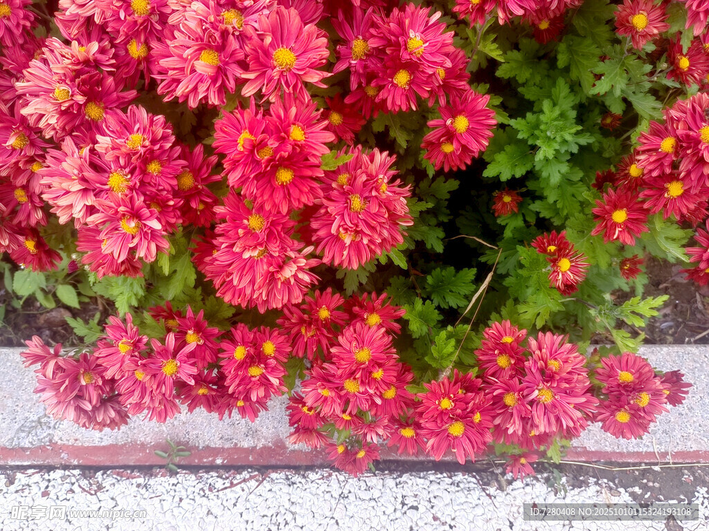 鮮艷盛放的粉紅色小菊花