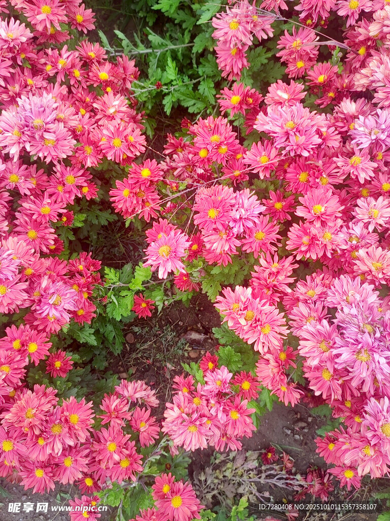艷麗粉色花卉特寫(xiě)