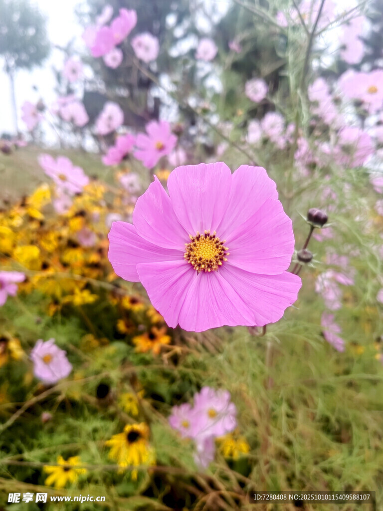 粉色格桑花綻放于花叢中