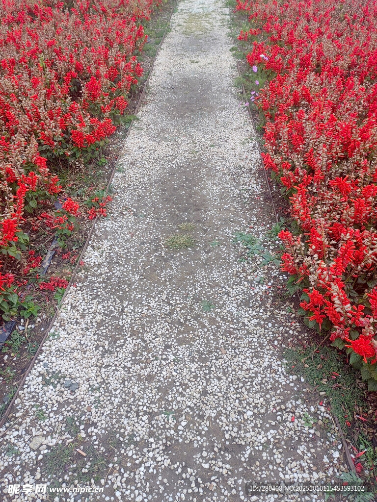 紅花朵朵間的石板小徑