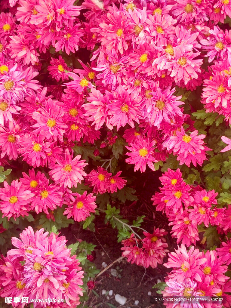 艷麗粉色菊花綻放