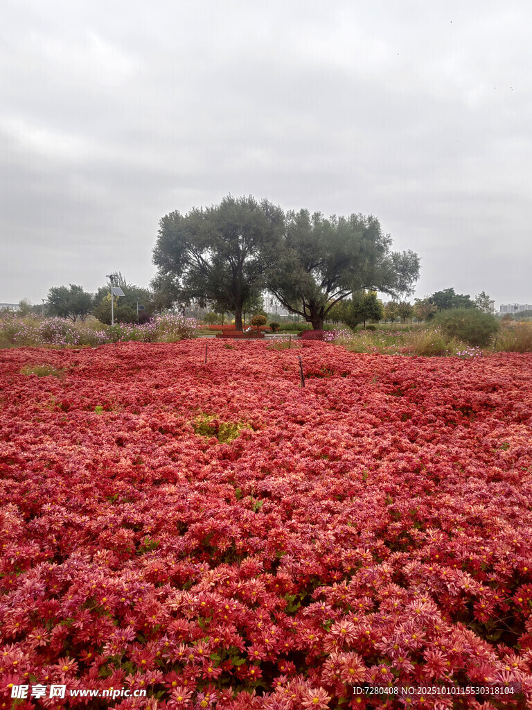 紅色花海景觀
