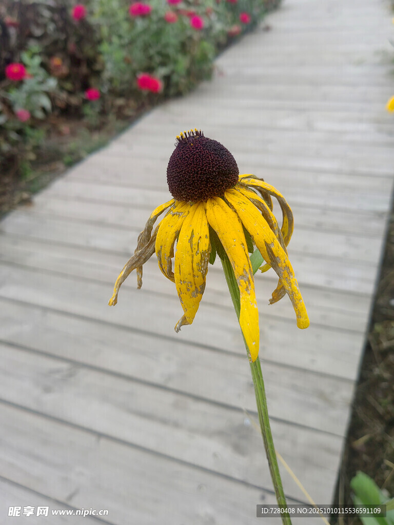 木棧道旁的單株枯萎黑心菊