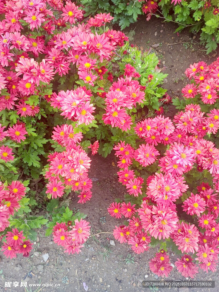 鮮艷叢生粉色花卉綻放
