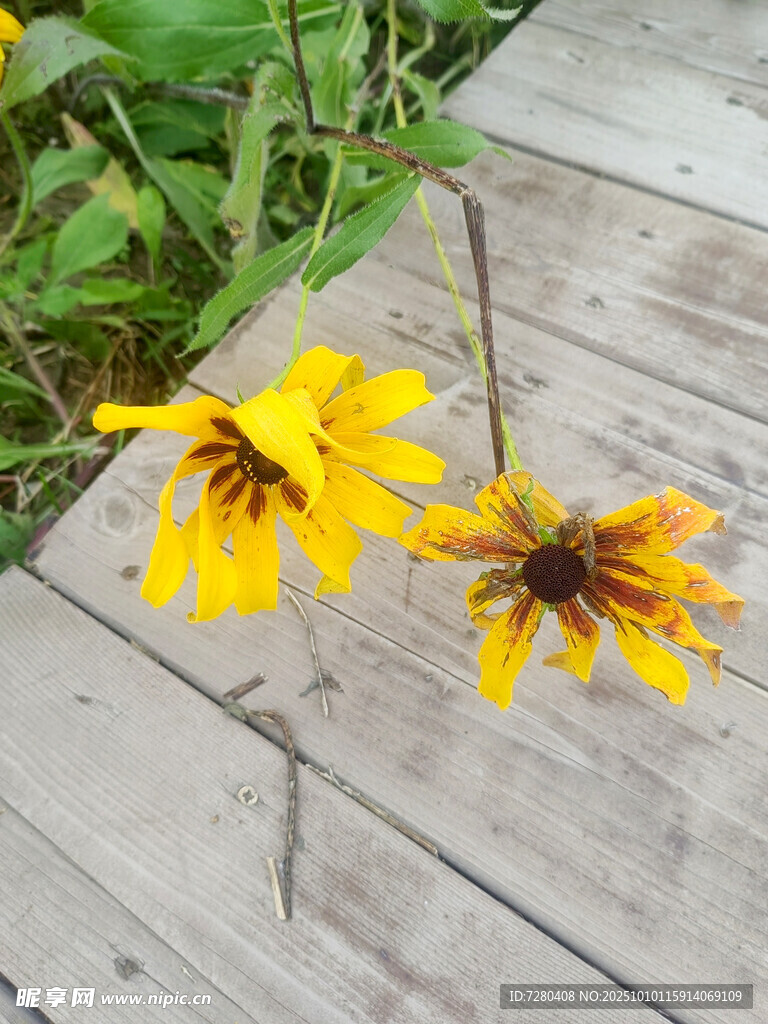木板上的兩朵黃色小花