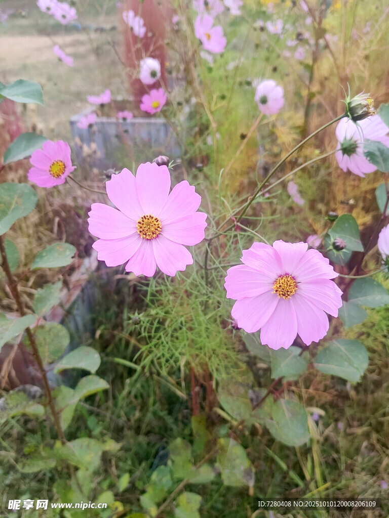 粉色花朵綻放于草叢中