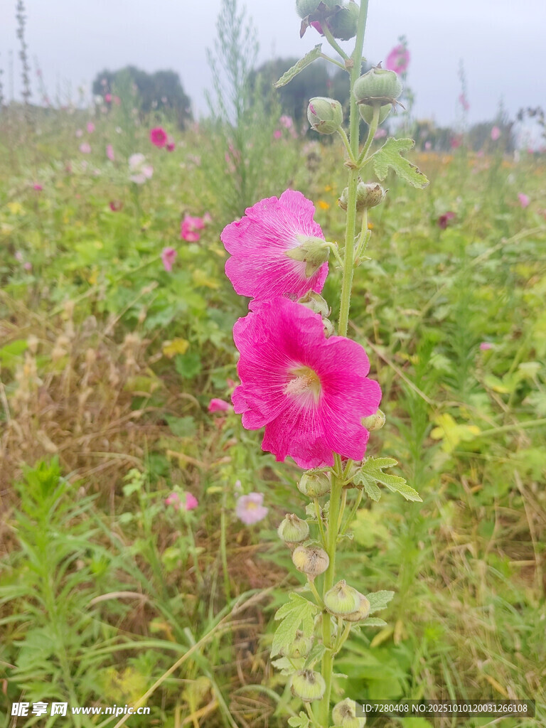 田野中的艷麗蜀葵花朵