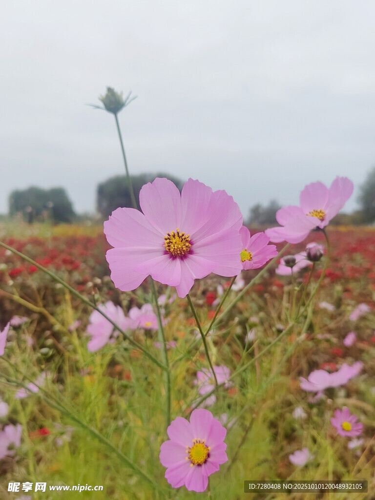 粉色波斯菊綻放的美麗花田