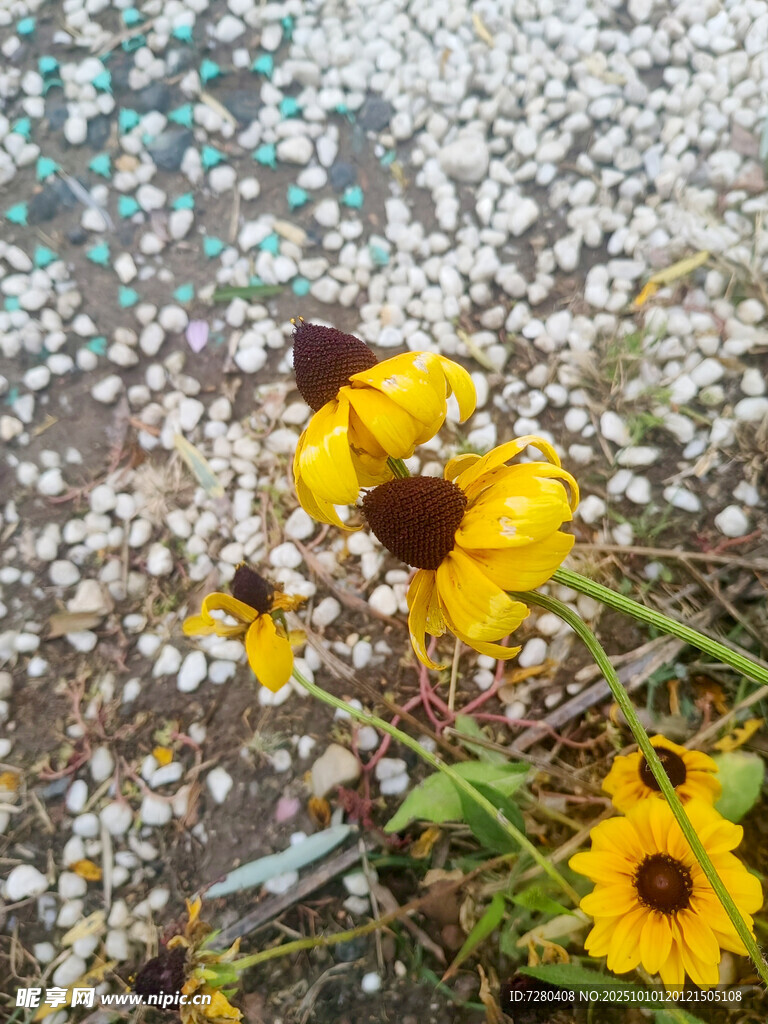 雨中綻放的黃色小野花