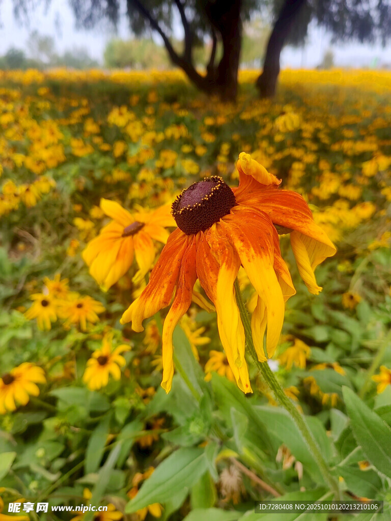 陽光下的黑心金光菊