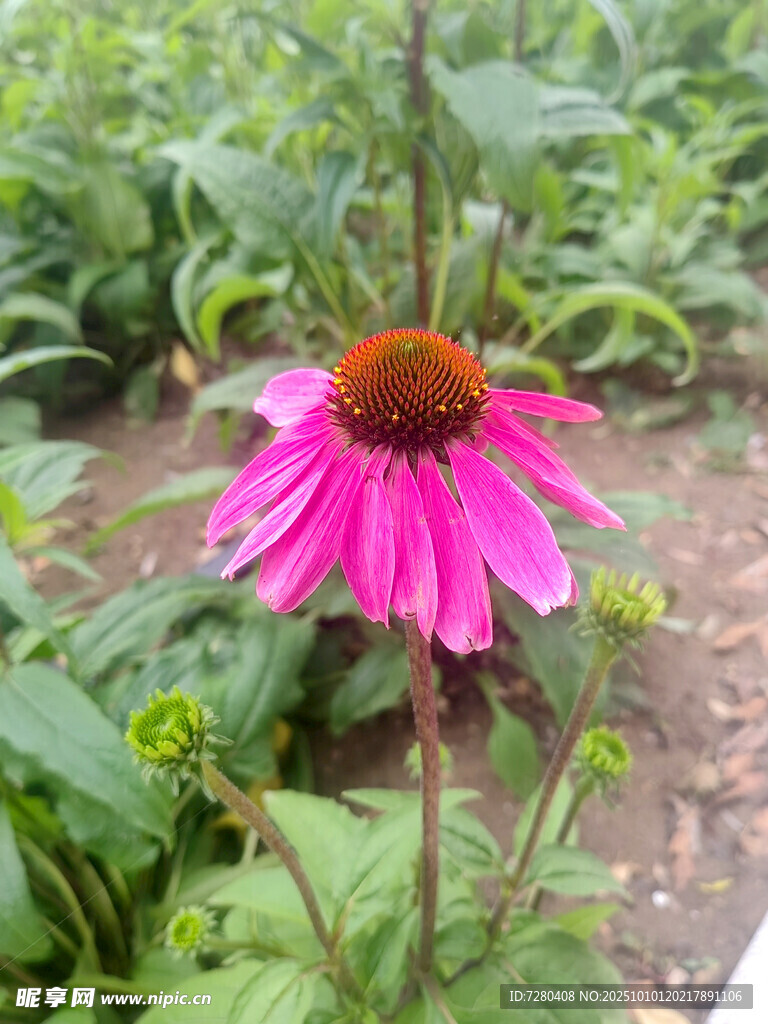 嬌艷紫錐菊綻放于綠野