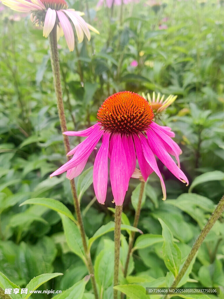 艷麗紫錐菊綻放于綠野