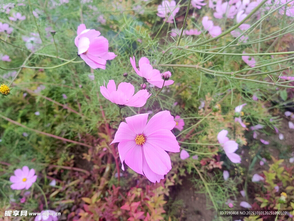 粉色波斯菊綻放于草地